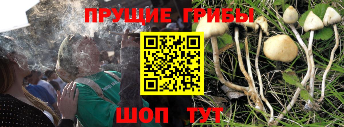 купить наркотик  Вход с VPN  Псилоцибиновые грибы ЛСД  Тайшет  Псилоцибиновые грибы ЛСД 